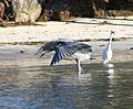 With great egret at Long Key State Park