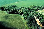 A well-preserved riparian strip on a tributary to Lake Erie