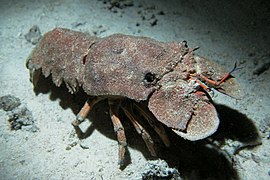 地中海拟蝉虾（英语：Scyllarides latus）