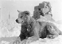 Can only be Amundsen, Switz or Sweep. Sweep is described as all white, small, hairy, unclean looking which I don't think fits. Amundsen from the colouring and same ear position as the "backs to the wind" picture.