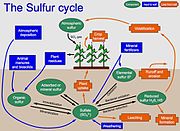 Diagram of the sulfur cycle