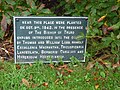 Thomas and William Lobb's memorial garden planting near his headstone, Devoran church, Cornwall
