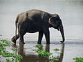 Wild Asian elephant, can be seen in the hilly forests of Rangamati