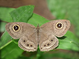 Dorsal view