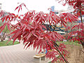 鸡爪槭 (Acer palmatum)