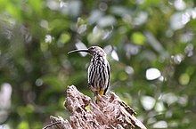 a white-streaked brown bird with a long black beak perching on a branch