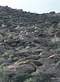 Peninsular bighorn sheep in Anza-Borrego Desert State Park