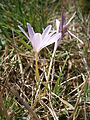 Colchicum alpinum