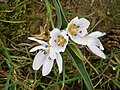 Colchicum hungaricum close-up