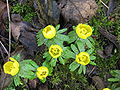 Eranthis hyemalis