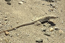 Long-nosed leopard lizard