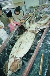 #254 (10/11/1981) Giant squid during dissection at the Memorial University of Newfoundland. This specimen was recovered in Bonavista North, Newfoundland.