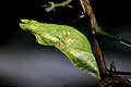 Great Mormon pupa