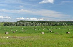 Hay field in Rihkama