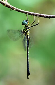 Idionyx gomantakensis male