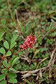 Indigofera hirsuta