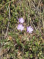 Lactuca perennis