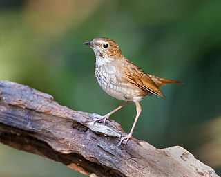 Rufous-tailed Robin