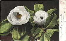 Post Card of Magnolia Blossoms