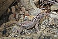 Frost's Iguana: named after Maria Koepcke and her husband