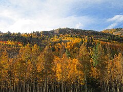 Fall colors along the pass in late September