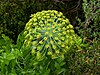 A photograph of a bush with flat leaves and green and yellow flowers