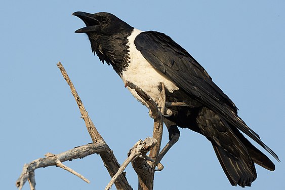 Pied crow (corvus albus) in Okaukuejo, Etosha, Namibia