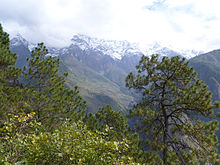 Snow-capped mountains with pine trees in the foreground