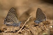 Pointed ciliate blue (left) and bright babul blue (right