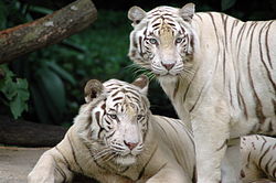 新加坡動物園中的白虎