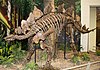 Skeletal mount of Stegosaurus