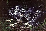 Chicks from a nest at Waihi, New Zealand, 1988