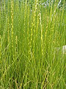 Marsh arrowgrass