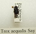 Trox aequalis