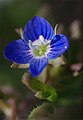 Veronica persica or other Veronica species?