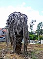 Date palm killed by weevils