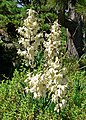 Yucca filamentosa