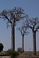 Adansonia za, southern Madagascar