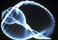 栗色鶉螺殼的X射線圖像