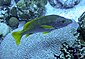 Schoolmaster snapper over brain coral