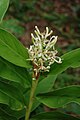 Alpinia galanga