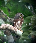 Amazonian pygmy-owl