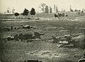 Confederate horses lay dead and artillery caissons destroyed on Antietam battlefield[97]