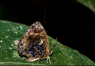 Ventral view