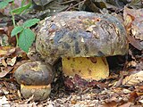 Brawny bolete