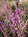 Calluna vulgaris 'Marleen' close-up