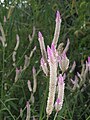 Celosia argentea