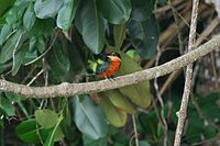 Green-and-rufous Kingfisher (male)