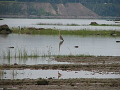 Tidal flats, Ardea herodias. Great blue heron. Great Blue Heron and Killdeer Plover, chemin des Ancêtres