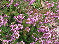 Erica carnea 'James Backhouse'